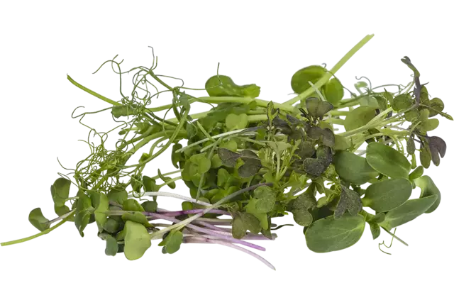 Microgroenten cress mix 7 soorten kist 18 stuks